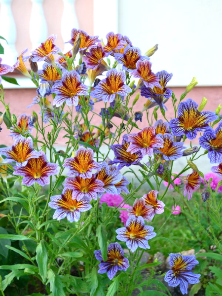 сальпиглоссис Летний карнавал