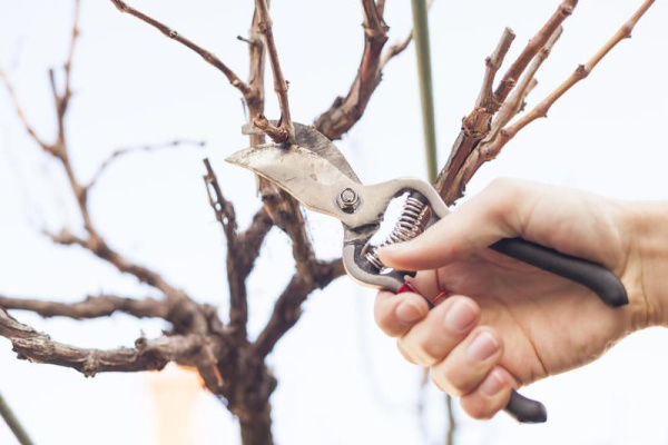 Секаторы для цветов KT-RG1009