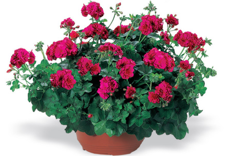 пеларгония Найт Вайлит F1, 5шт