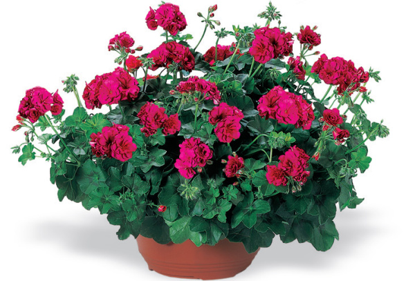 пеларгония Найт Вайлит F1, 5шт