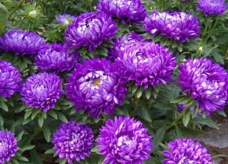 астра пионовидная Импрессия