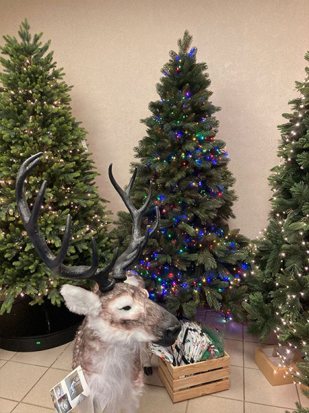 Сосна "Тундра"