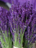 лаванда узколистная Южанка, 0.2гр