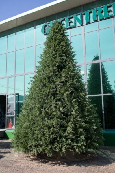 Ель интерьерная "Финская"