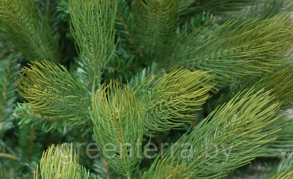 Сосна интерьерная "Кедр Канадский"