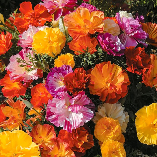 эшшольция калифорнийская Махровая, 0.2 гр