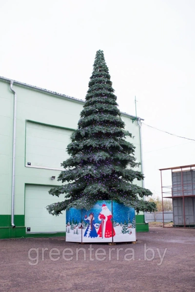 Ель ствольная "Таежная" Ель ствольная "Таежная"