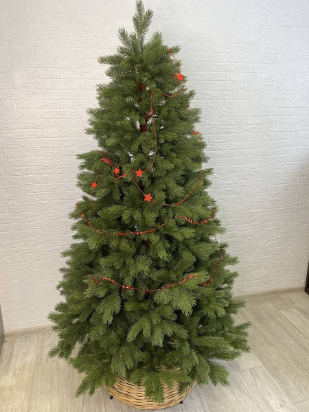 Сосна "Палермо" PE-100%