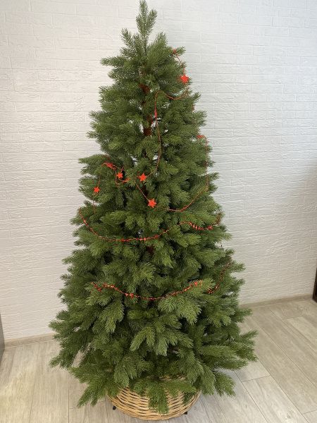 Сосна "Палермо" PE-100%