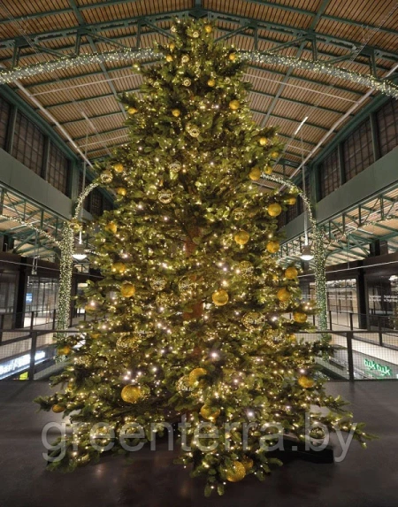 Большая ель "Моё дерево" Большая ель "Моё дерево"