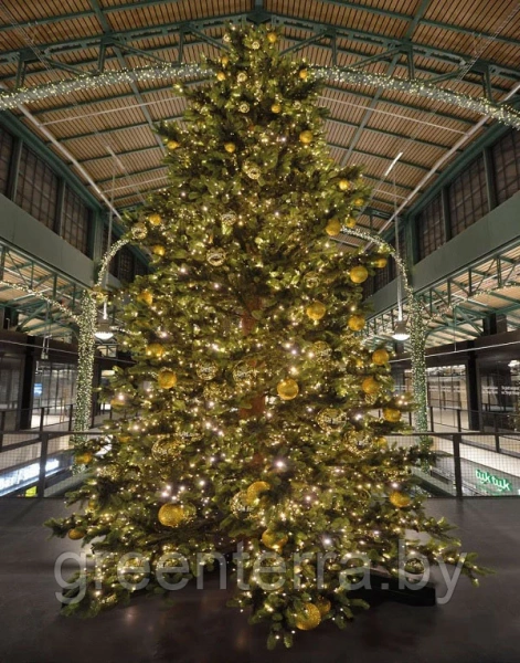 Большая ель "Моё дерево" Большая ель "Моё дерево"