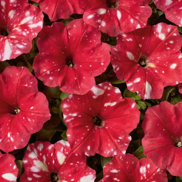 петуния Дот стар Ред F1