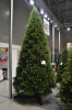 Ель "Русская Красавица"