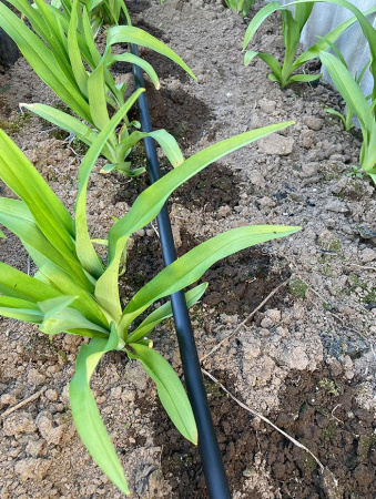 Лента капельного полива [DSTHD 16081120-0500]