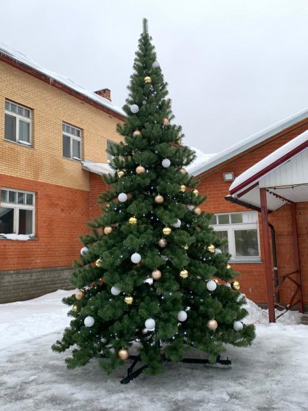 Большая ель ствольная "Клеопатра" Большая ель ствольная "Премьера"