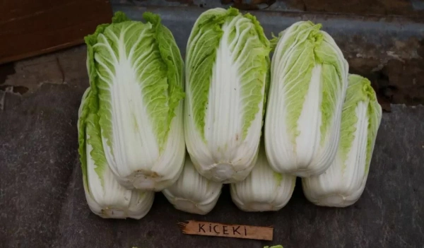 капуста пекинская Кисеки F1