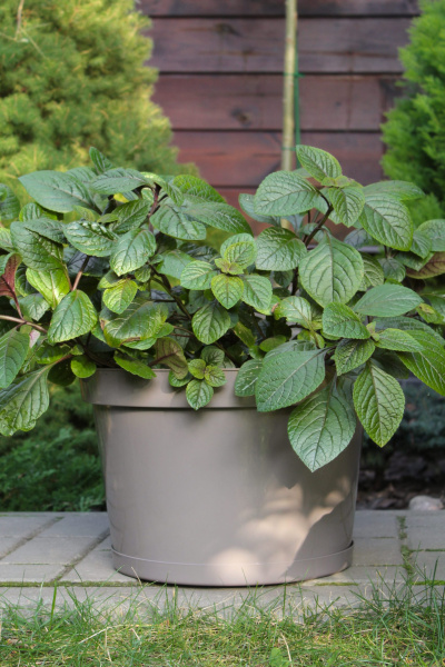 Горшок для цветов "Фикус 20" 20л, мокко [00251]