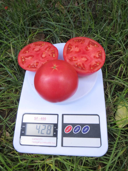 томат МПинк Буш F1