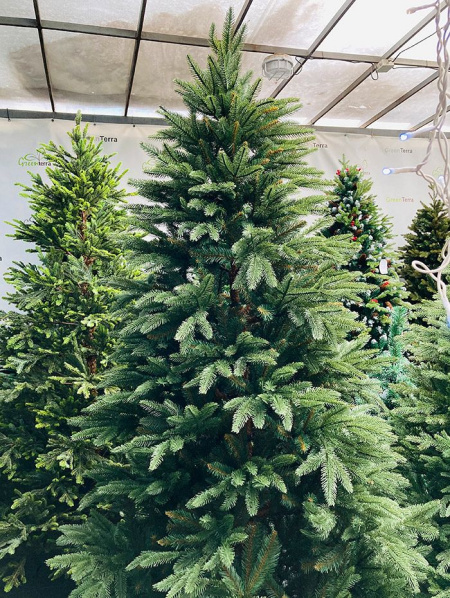 Елка "Калифорния"