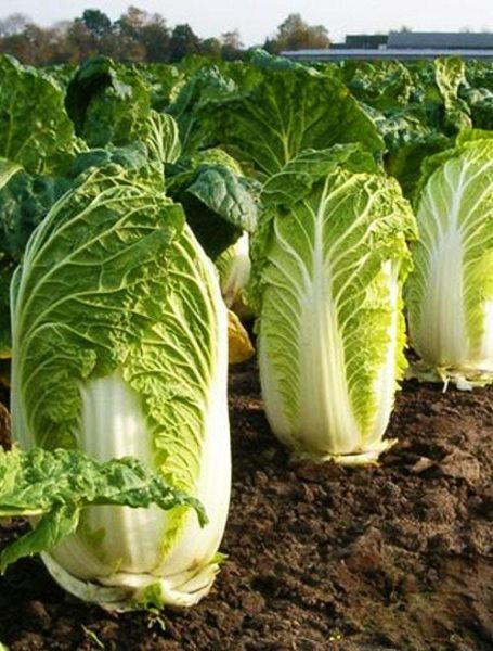 капуста пекинская Кисеки F1