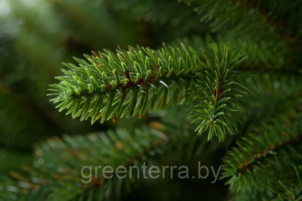 Елка "Аляска" светлая