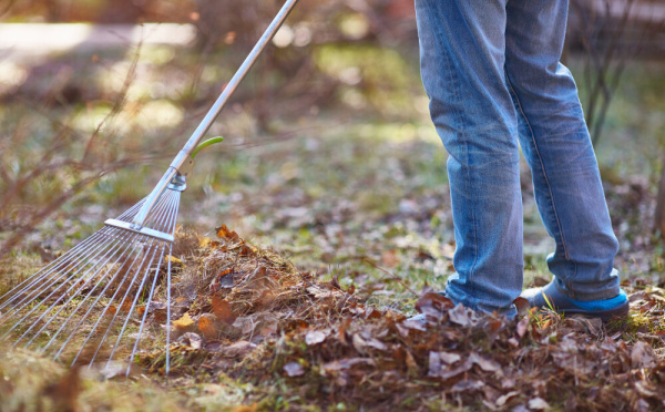 Грабли садовые
