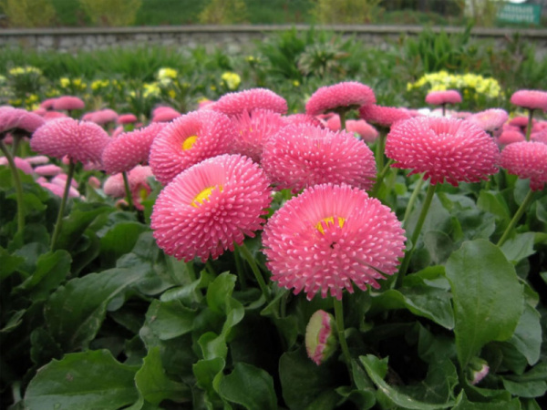 маргаритка Помпонная розовая, 0.05 гр