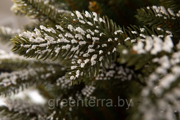 Елка "Квебек"