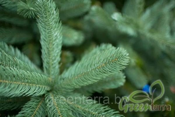 Ель интерьерная "Европейская"