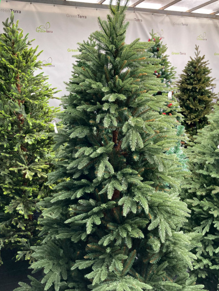 Елка "Калифорния"