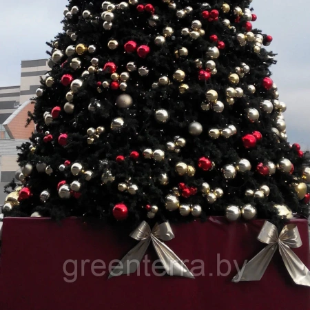 Большая ель ствольная "Клеопатра" Большая ель ствольная "Премьера"
