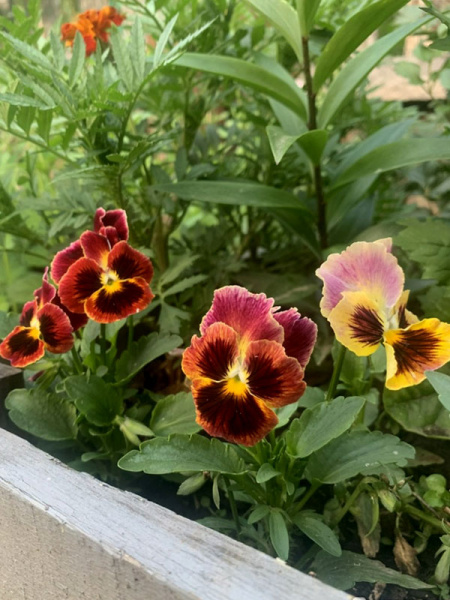 виола Рококо, Виттрока, 0.05гр