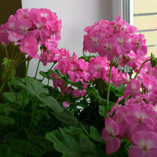 пеларгония Павла F1, 5 шт