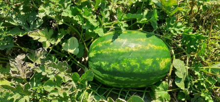 арбуз Селест F1