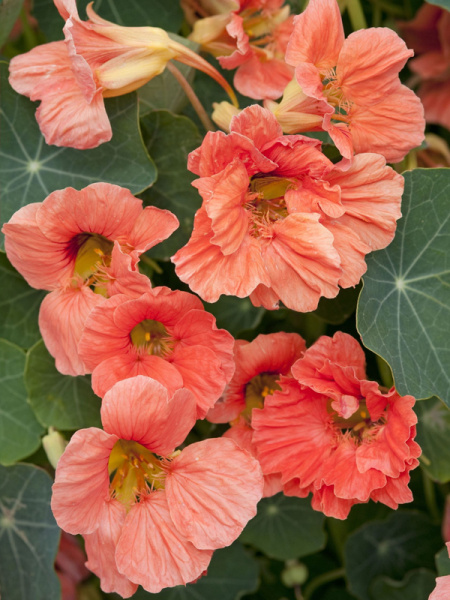 настурция Салмон бэйби, 8шт