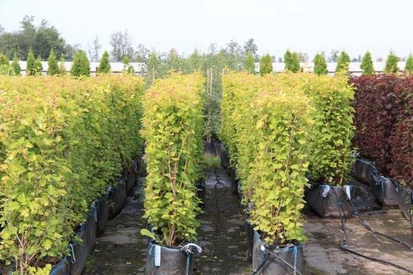 Сумка-контейнер для живой изгороди (Big bag) 87.5л