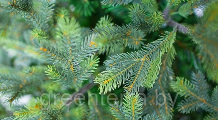 Ель интерьерная "Сказочная" премиум Ель интерьерная "Сказочная" премиум