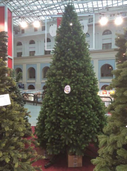 Ель "Русская Красавица"