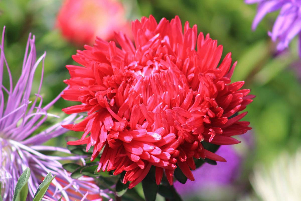 астра пионовидная Флэйминг