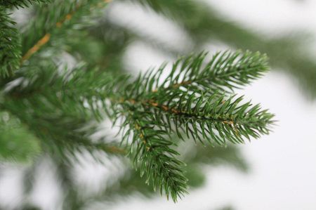 Ель "Адель" РЕ 100%