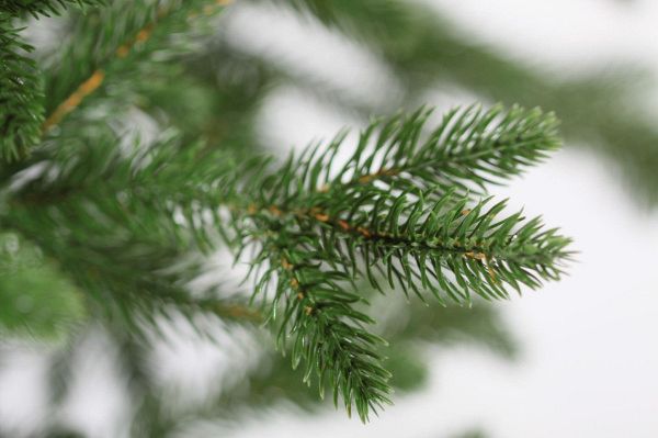 Ель "Адель" РЕ 100%