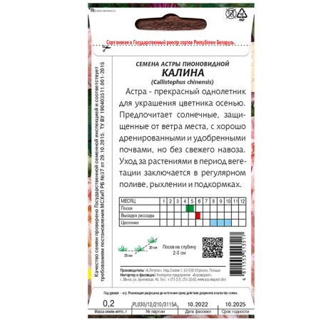 астра пионовидная Калина