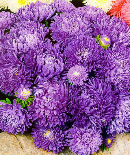 астра пионовидная Импрессия