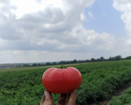 томат МПинк Буш F1