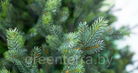 Ель интерьерная "Сказочная" премиум Ель интерьерная "Сказочная" премиум