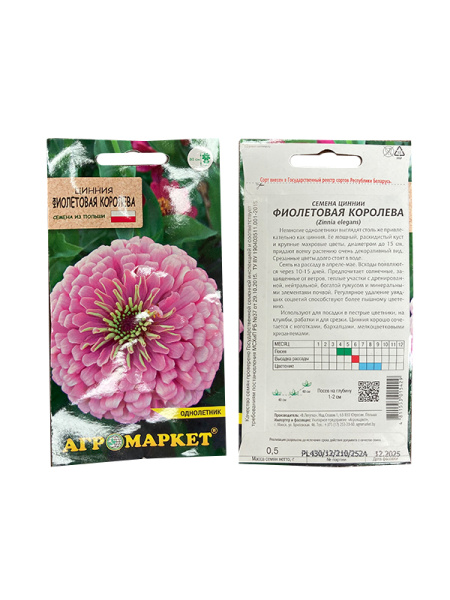 цинния Фиолетовая королева