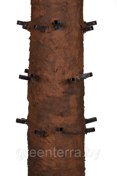 Большая ель "Моё дерево" Большая ель "Моё дерево"