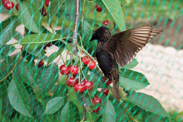 Сетка защитная от птиц 5*100 м, мелкая ячейка