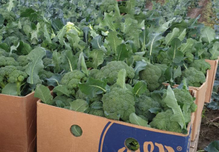 капуста брокколи Грин Мэджик F1