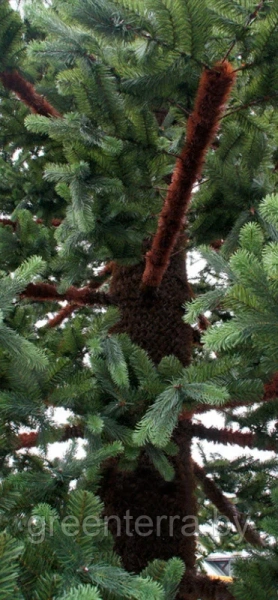 Новогоднее дерево "Сосна Экстра" Новогоднее дерево "Сосна Экстра"